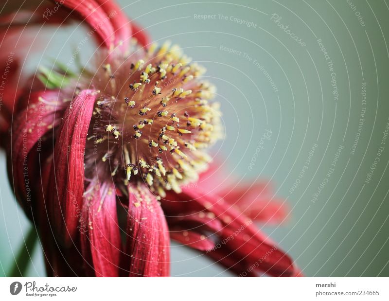 Everything has an end... Nature Plant Blossom Red Faded Blossom leave Seed Pollen Past Yellow Botany Gerbera Colour photo Interior shot Close-up Detail