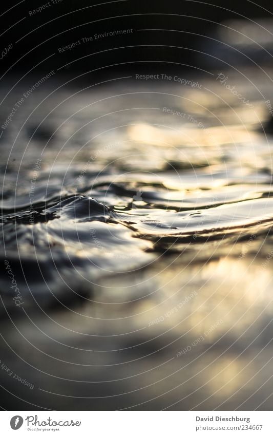 Refreshing evening atmosphere Nature Water Waves Black Glittering Wet Surface of water Colour photo Exterior shot Close-up Detail Structures and shapes Day