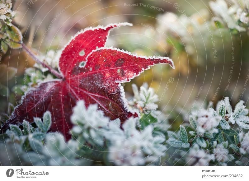 frost photo Nature Autumn Winter Ice Frost Plant Bushes Leaf Autumn leaves Autumnal Hoar frost Authentic Cold Natural Green Colour photo Exterior shot Close-up