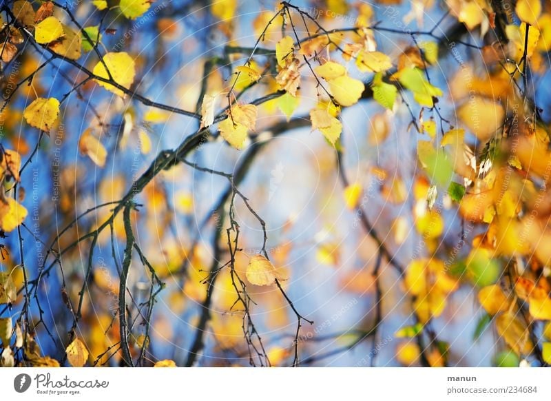 birch tree leaves in fall