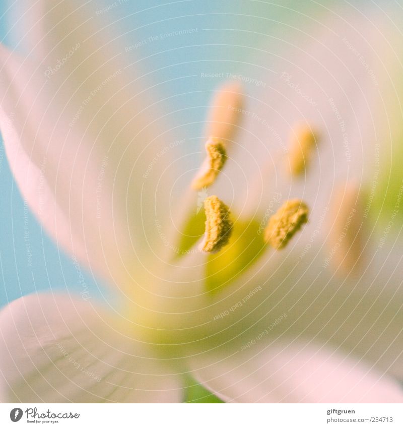 spring Environment Nature Plant Spring Flower Blossom Blossoming Fresh Clean White Blossom leave Pistil Pollen Part of the plant Fine Graceful Growth