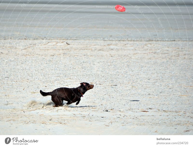 Spiekeroog | Extreme Sports :-D Pet Dog Playing Beach Ocean Frisbee Colour photo Subdued colour Exterior shot Day Retrieve Running Movement Sandy beach Elapse