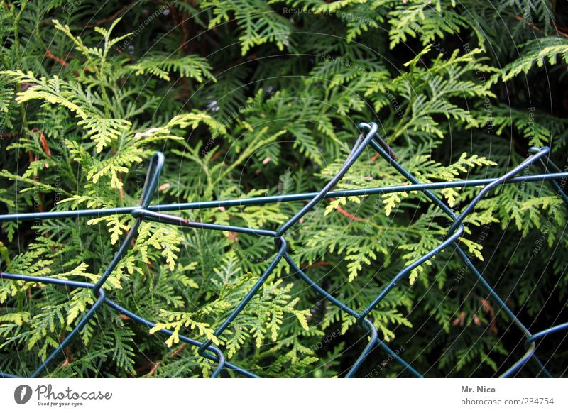 fence spit Nature Plant Foliage plant Green Fence Wire netting fence Thuja Border Neighbor's garden Garden fence Hedge Barrier Winter festival Bushes Growth