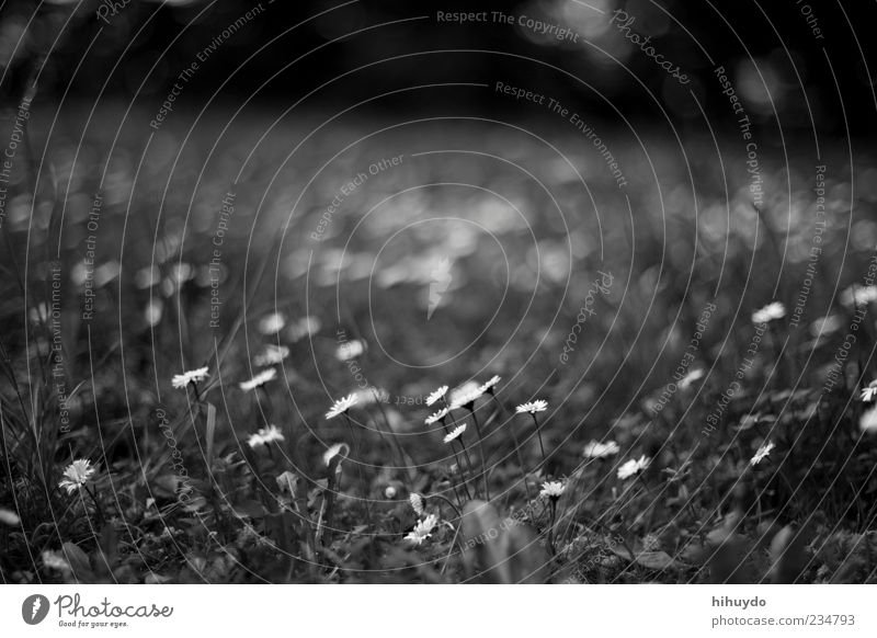 not yet another daisy photo Environment Nature Spring Flower Grass Blossom Free Fresh Bright Beautiful Spring fever Black & white photo Exterior shot