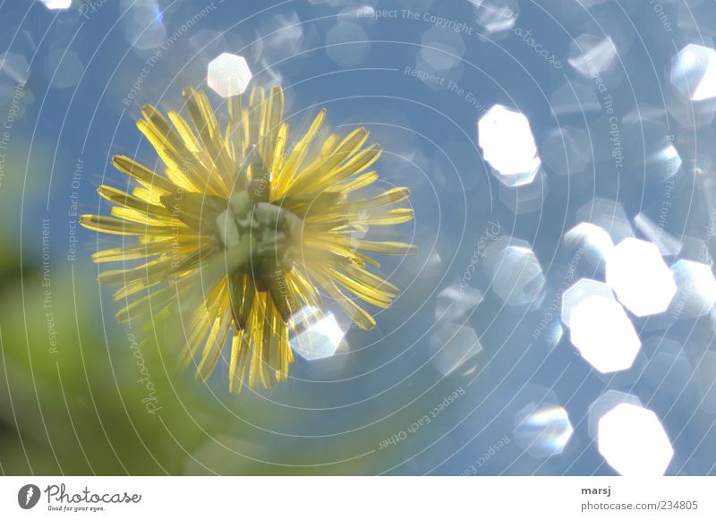 Dreamy little flower 2 Nature Plant Sky Spring Summer Flower Blossom Wild plant Dandelion Meadow Blossoming Fragrance Illuminate Exceptional Elegant Happiness