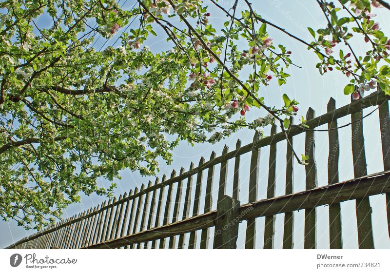 A wave with the fence? Relaxation Calm Garden Environment Nature Landscape Sky Beautiful weather Tree Blossoming Glittering Illuminate Esthetic Friendliness