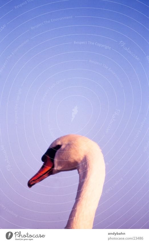 swan Swan Beak Noble White Sublime waterfowl Neck Sky Graceful