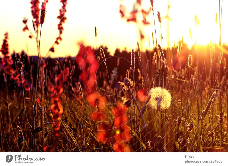 Orange Sunset  Nature, Beautiful sunrise, Beautiful sunset