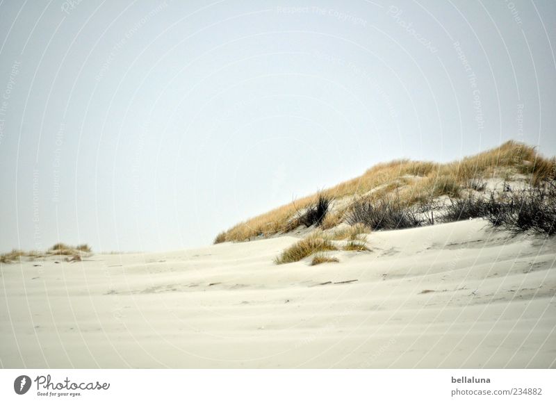 Spiekeroog. A dune for Läns. Environment Nature Landscape Plant Sand Sky Cloudless sky Beautiful weather Warmth Wild plant Coast Beach North Sea Ocean Dune