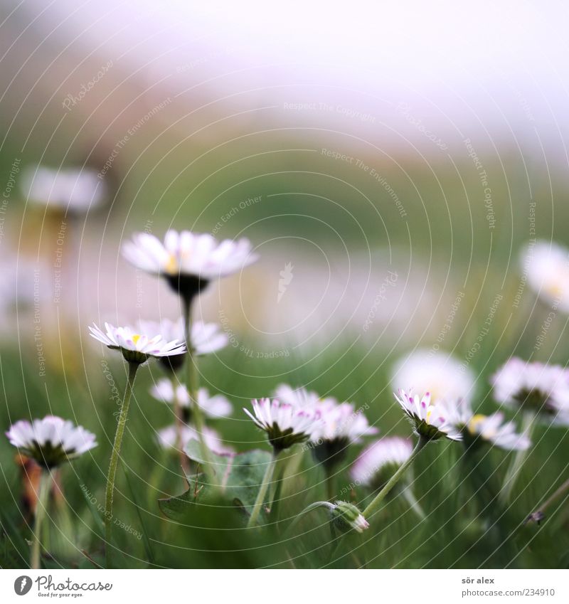 flower meadow Nature Plant Spring Weather Flower Grass Blossom Marguerite Meadow Blossoming Fragrance Beautiful Green White Spring fever Calm Contentment Serene