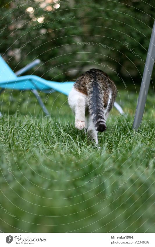 adios Nature Beautiful weather Garden Animal Pet Cat 1 Going Hunting Running Escape Tails Paw Creep Colour photo Exterior shot Day Shallow depth of field