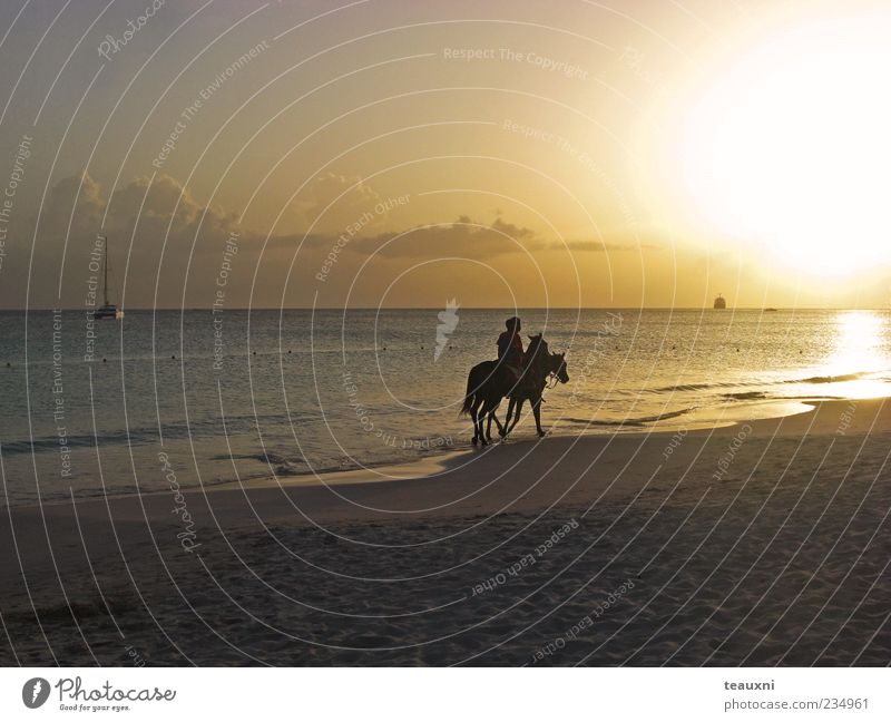 easy rider Ride Equestrian sports Human being 2 Sunrise Sunset Beach Ocean Caribbean Sea Horse Animal Romance Calm Adventure Esthetic Relaxation Colour photo