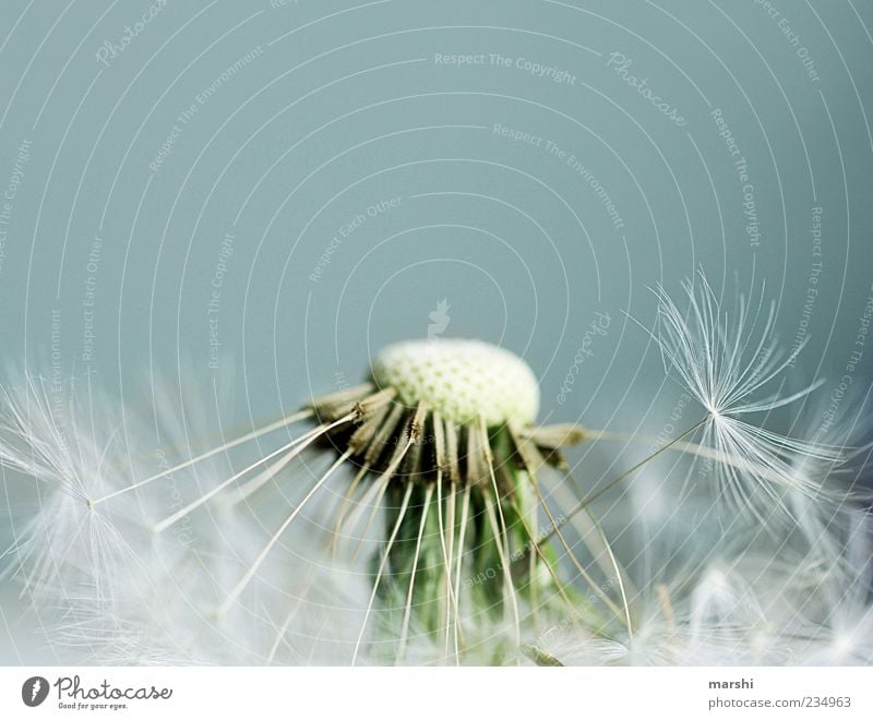 blow me naked Nature Plant Blue Brown Dandelion Seed Soft Background picture Neutral Background Copy Space top Blur Close-up Colour photo Detail