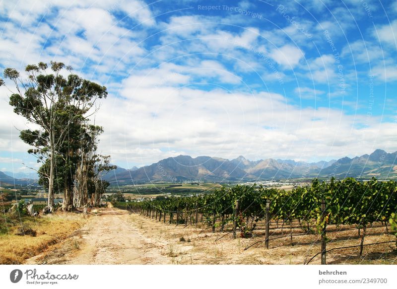 winelands Vacation & Travel Tourism Trip Adventure Far-off places Freedom Nature Landscape Sky Clouds Tree Agricultural crop Vine Vineyard Field Mountain