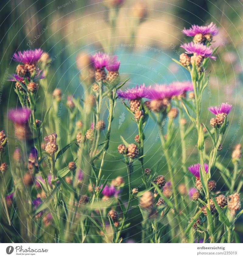 meadow flowers Summer Nature Plant Flower Blossom Meadow River Blossoming Growth Beautiful Green Violet Pink Summery Colour photo Day Shallow depth of field