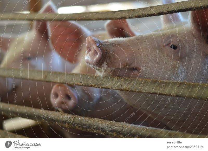Pigs in the pigsty stretch their trunks through the grate Personal hygiene Vacation & Travel Farm Barn Grating Farmer Livestock breeding Agriculture Forestry