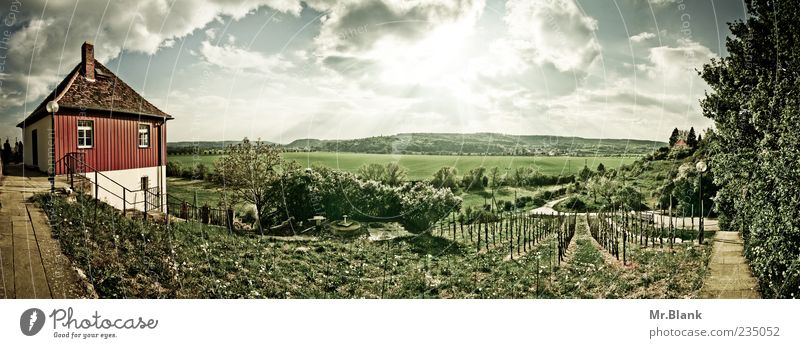 vineyards. House (Residential Structure) Looking Sun Vineyard Sky Landscape Green Plant Colour photo Exterior shot Day Sunlight Sunbeam Deep depth of field