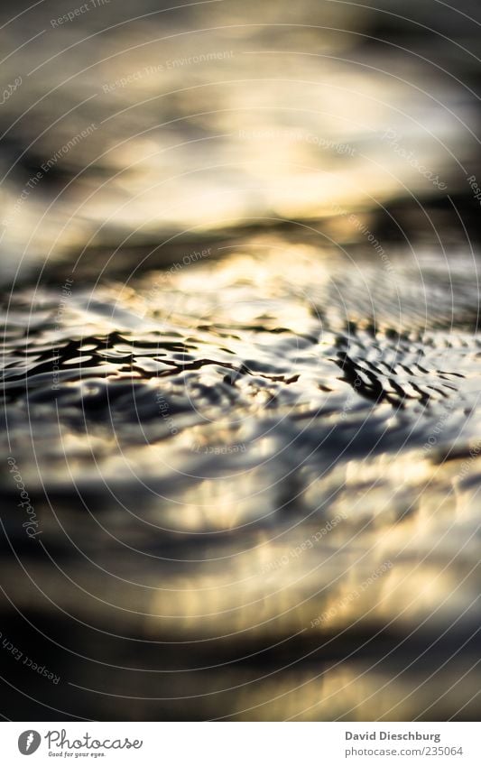 Liquid Gold Nature Water Waves Gray Black Body of water Glittering Flow Colour photo Exterior shot Close-up Detail Day Light Shadow Contrast Silhouette