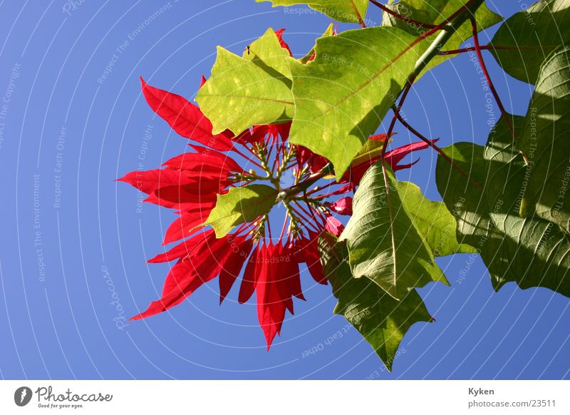 Christmas in heaven Plant Flower Blossom Growth Leaf Worm's-eye view Red Christmas star Sky