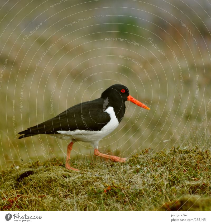 Iceland Environment Nature Plant Animal Wild animal Bird Oyster catcher 1 Going Free Beautiful Red Black White Life Colour photo Exterior shot Deserted Day