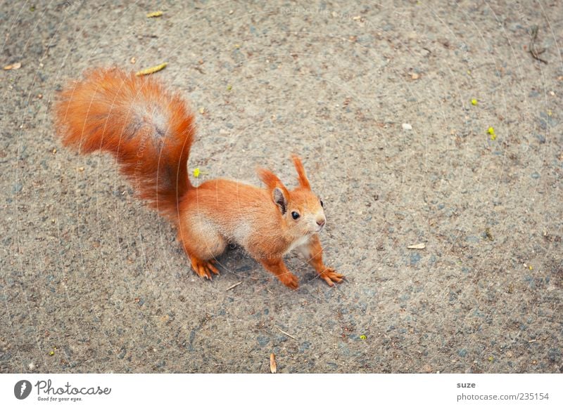 Well, you Animal Pelt Wild animal 1 Small Curiosity Cute Beautiful Gray Red Squirrel Rodent Tails Ground Interest Smooth Upward Bird's-eye view Floor covering