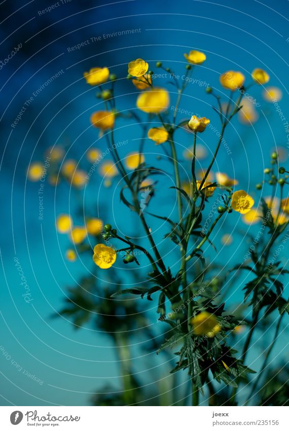 solar system Sky Spring Plant Flower Meadow Blue Yellow Green Crowfoot Crowfoot plants Colour photo Multicoloured Exterior shot Close-up Deserted Day