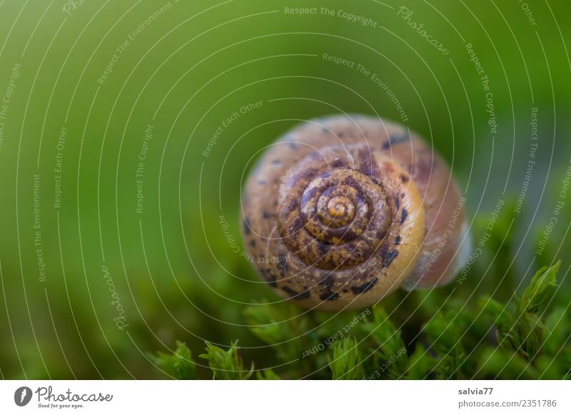 patterned cottage Nature Earth Plant Moss Leaf Snail Fresh Natural Round Brown Green Protection Symmetry Pattern Ornament Spiral Hut Colour photo Exterior shot