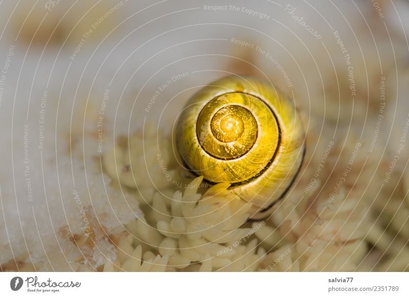 golden cottage Nature Winter Plant Leaf Wild plant Sedum Snail Snail shell 1 Animal Yellow Gold White Snow Structures and shapes Spiral Colour photo