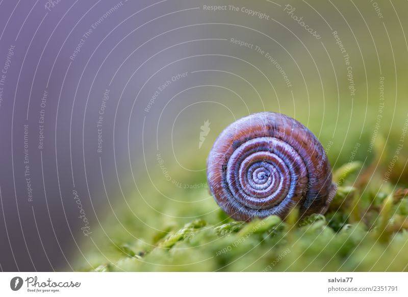 round and small Environment Nature Plant Moss Forest Animal Snail 1 Small Round Soft Blue Brown Green Protection Symmetry Spiral Colour photo Exterior shot