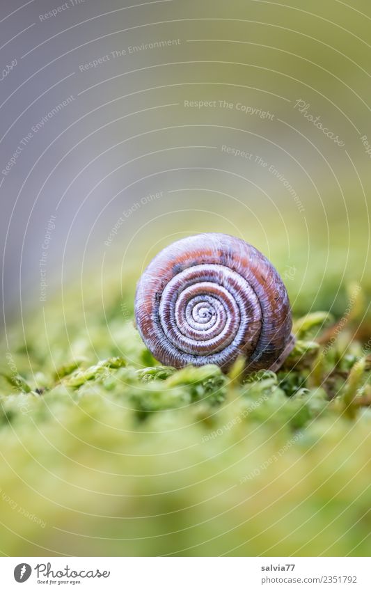 isolation | withdrawn Environment Nature Plant Moss Animal Snail 1 Small Natural Above Round Soft Brown Gray Green Protection Contrast Structures and shapes