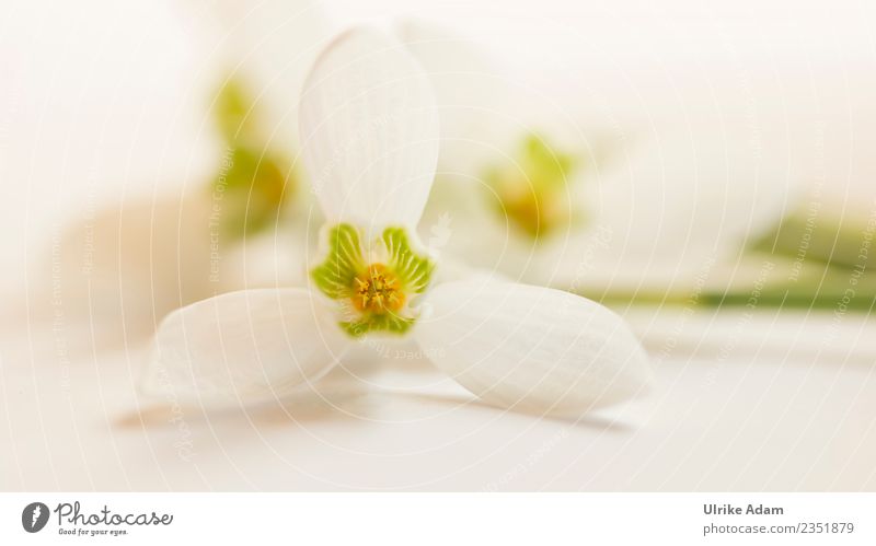 Delicate macro blossom of snowdrops Wellness Life Harmonious Well-being Contentment Relaxation Calm Meditation Card Mother's Day Easter Baptism Nature Plant