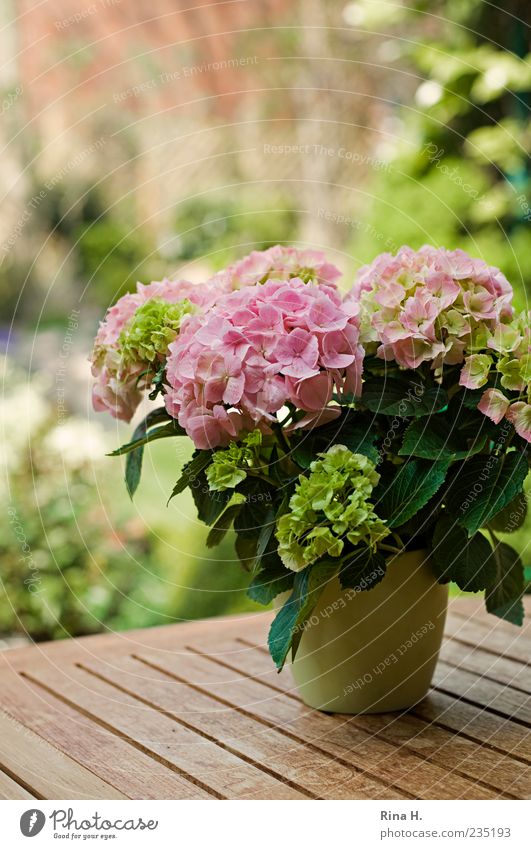 Looking forward to summer Plant Spring Pot plant Blossoming Bright Green Pink Spring fever Anticipation Hydrangea Colour photo Exterior shot