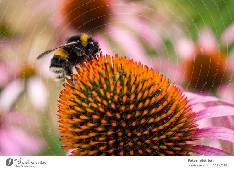 busy bee Joy Work and employment Operational Business Running Blossoming Flying Feeding Smart Speed Yellow Pink Spring fever Love of animals Beautiful Serene