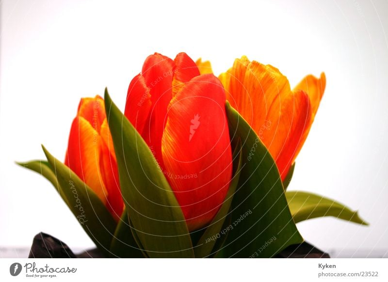 Tulips #1 Spring Flower Yellow Red Green Leaf Blossom Multicoloured Orange
