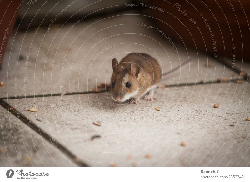 Here comes the mouse III Animal Wild animal Pelt 1 Observe Eating To feed Feeding Disgust Small Cute Brown Curiosity Interest Appetite Fear Mouse Grain Tile