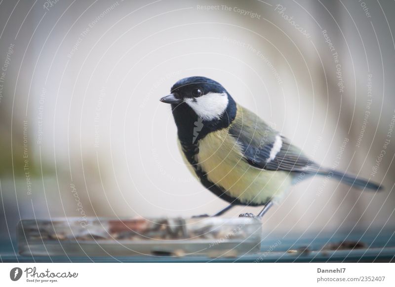 The great tit from next door Animal Wild animal Bird 1 Eating Feeding Wait Watchfulness Tit mouse Observe Yellowness Green Black Beak Colour photo Exterior shot