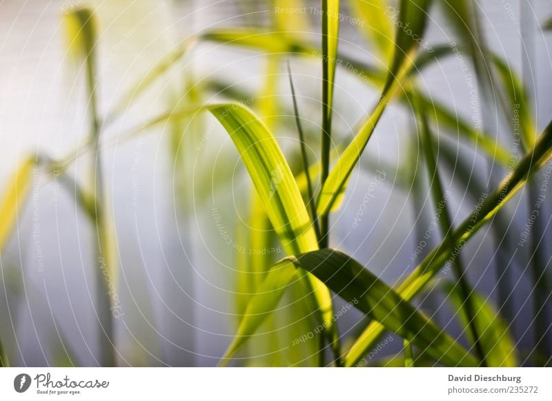 In the evening at the river Nature Plant Grass Foliage plant Green Stalk Blade of grass Calm Natural Curved Colour photo Close-up Detail Common Reed Deserted