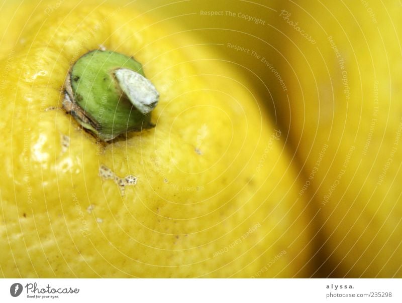 pissed off makes fun. Food Fruit Lemon Exotic Round Sour Yellow Green Colour photo Interior shot Deserted Blur Edible nut Close-up Detail