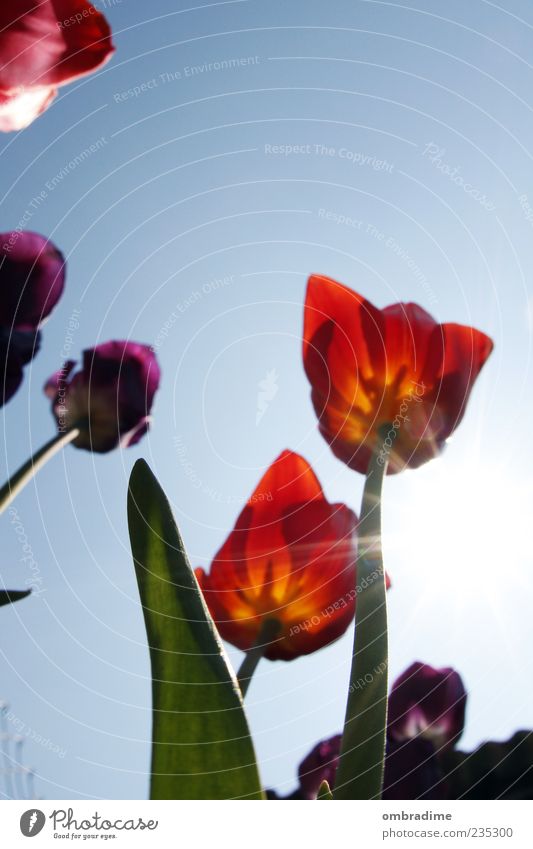 tulip Environment Plant Beautiful weather Tulip Blossom Blue Yellow Green Violet Red Colour photo Exterior shot Day Contrast Sunlight Sunbeam Worm's-eye view