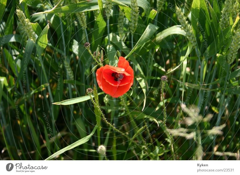 last Flower Red Green Poppy Field Grass Summer Grain