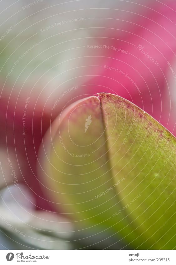 In love. Plant Spring Leaf Pink Smooth Structures and shapes Rachis Colour photo Multicoloured Exterior shot Close-up Detail Macro (Extreme close-up)