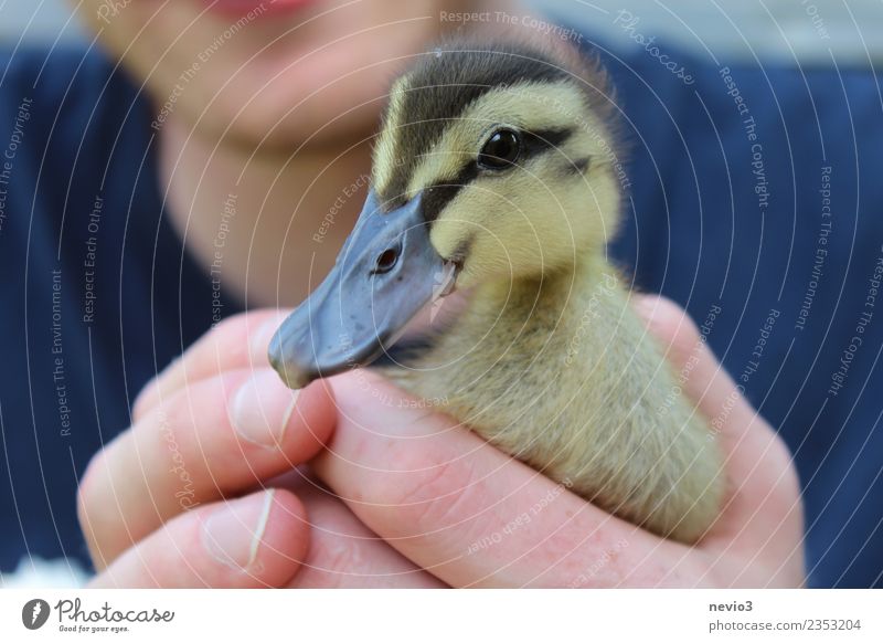 Curious duck in the hands of a young man Human being Masculine Young man Youth (Young adults) Man Adults Body 1 18 - 30 years Animal Pet Farm animal Wild animal