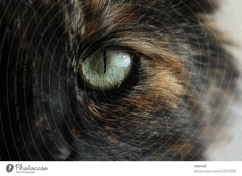 Cat's eye in detail Animal Pet Farm animal Wild animal Pelt 1 Aggression Threat Curiosity Smart Beautiful Reliability Strong Brown Black Power Willpower