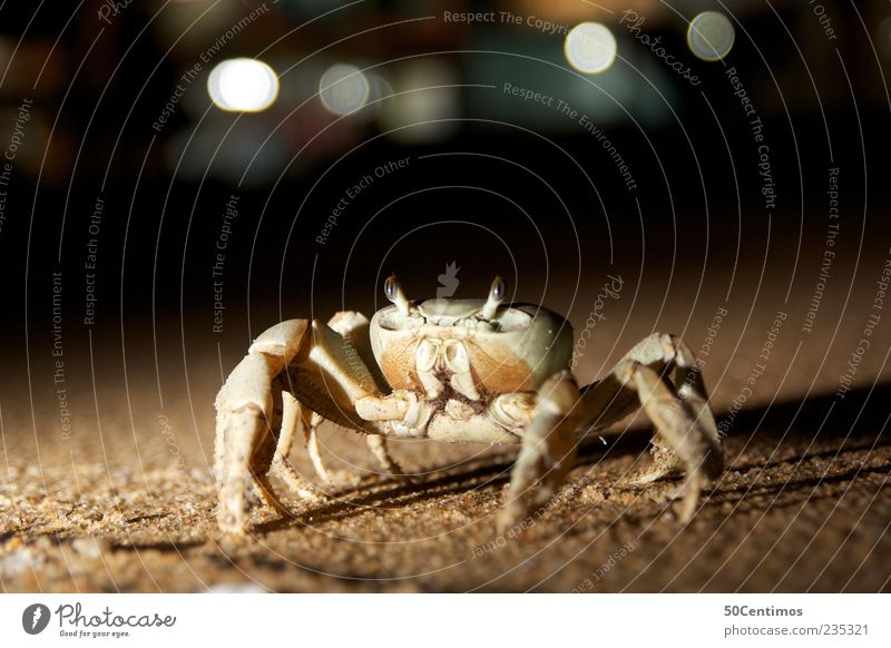 Cancer on the beach - crab on the beach Animal Wild animal Shellfish 1 Sand Movement Elegant Natural Beautiful Brown Yellow Power Brave Calm Life Esthetic