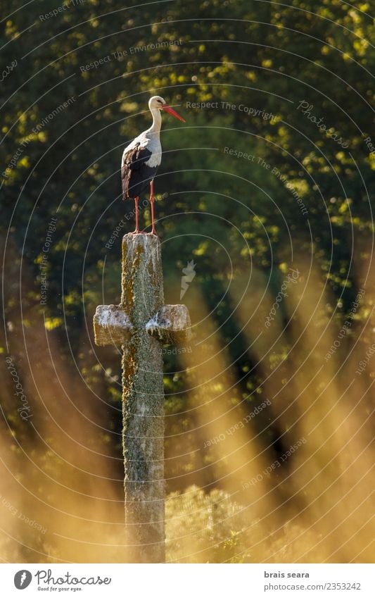 Stork on a cross Nature Animal Sun Summer Field Church Monument Bird Wing 1 Stone Sign Elegant Natural Beautiful Yellow Green White wildlife Ciconia Ciconiidae