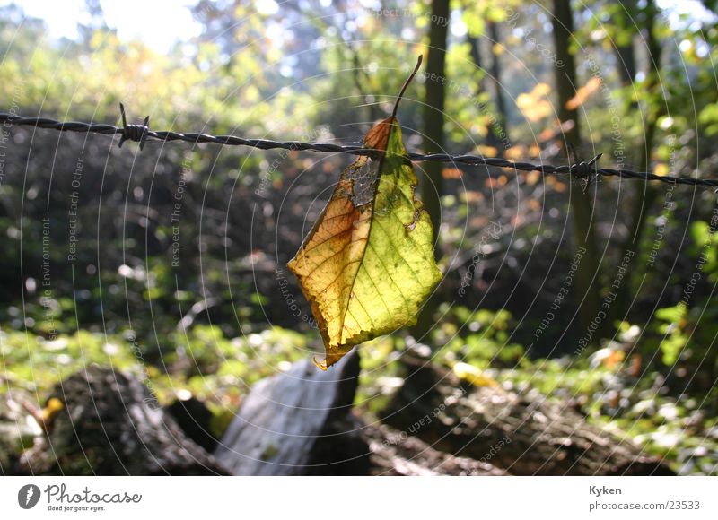 the end Forest Leaf Autumn Barbed wire Light Goodbye Sun