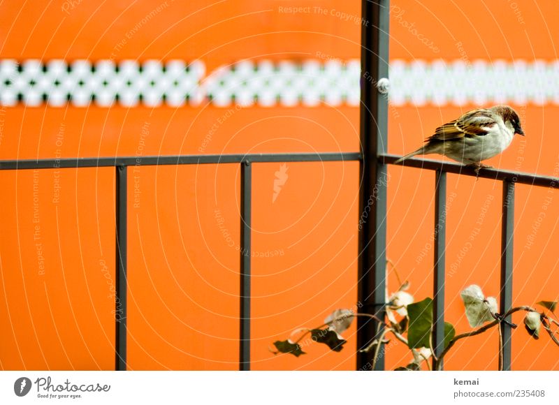 Odd number of persons etc. Plant Animal Wild animal Bird Wing Sparrow 1 Handrail Sit Orange Masculine Individual Colour photo Subdued colour Exterior shot Day