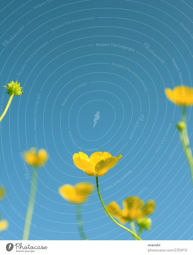 after the sun Nature Landscape Plant Spring Summer Flower Grass Leaf Blossom Wild plant Blue Yellow Sky Worm's-eye view Copy Space top Marsh marigold Crowfoot