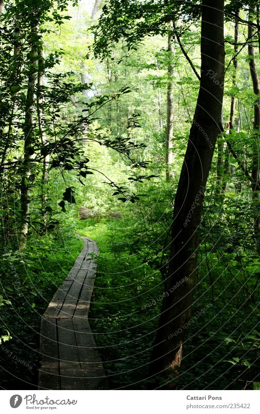 by hook or by crook Environment Nature Plant Tree Bushes Forest Wood Thin Wet Bridge Lanes & trails Woodway Marsh Calm Green Nature reserve Bog Spring Summer