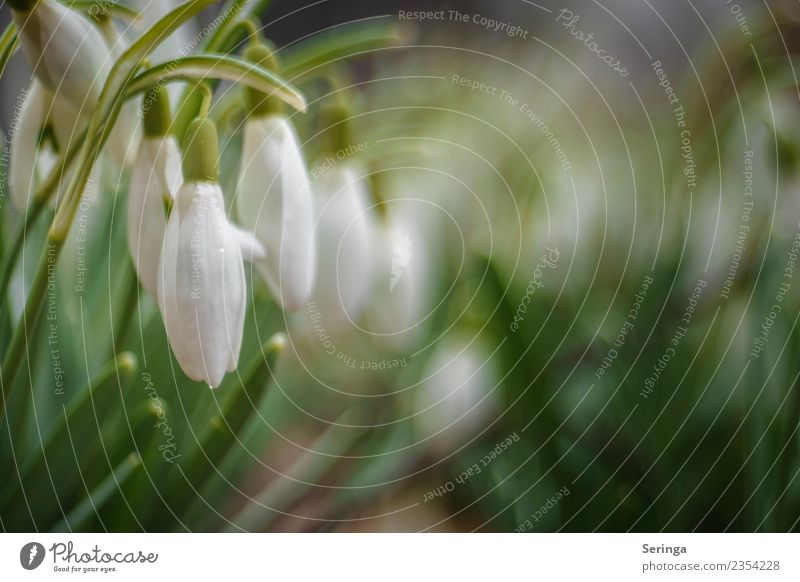 snowdrop game Environment Nature Landscape Plant Animal Spring Autumn Leaf Blossom Wild plant Garden Park Meadow Blossoming Snowdrop Colour photo Subdued colour